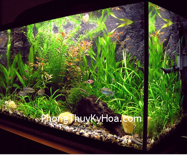 aquarium design 2 Tư Vấn : Nên đặt hồ cá ở chỗ nào?