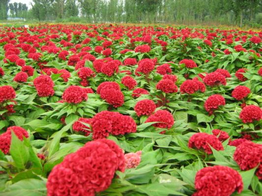 Chọn hoa gì trong phòng làm việc để khai vận? 1 file.255864 Tư vấn chọn hoa trong phòng làm việc để khai vận?